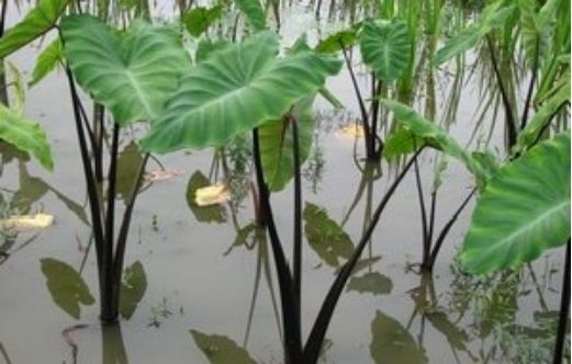 紫杆水芋